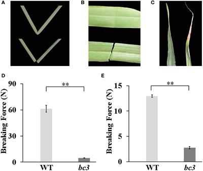 Brittle culm 3, encoding a cellulose synthase subunit 5, is required for cell wall biosynthesis in barley (Hordeum vulgare L.)